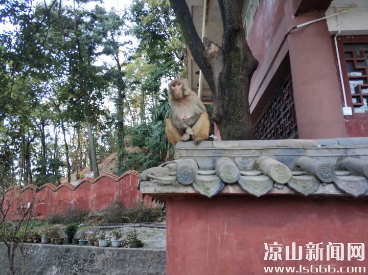 猴子喜欢抢夺食物，遭遇时尽量远离。