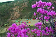 <b>4月21日丰宁密境看漫山杜鹃花</b>