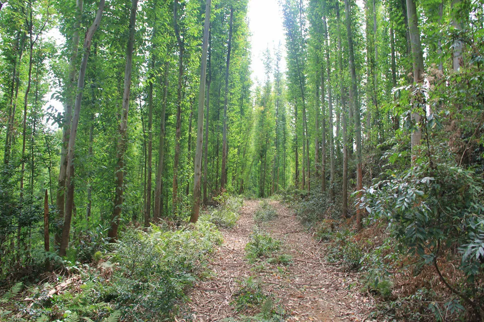 (17)【大型活动】2019首届粤港澳大湾区国际徒步大会-南粤行惠州站20km-户外活动图-驼铃网