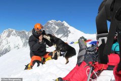 <b>尼泊尔一流浪狗跟着登山队成功挑战7000米高峰</b>