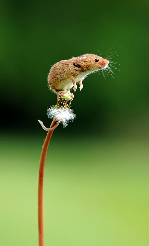 英国摄影师拍小巢鼠攀上花枝采花花 萌态百出