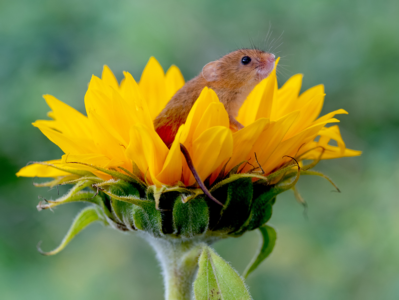 <b>英国摄影师拍小巢鼠攀上花枝采花花 萌态百出</b>