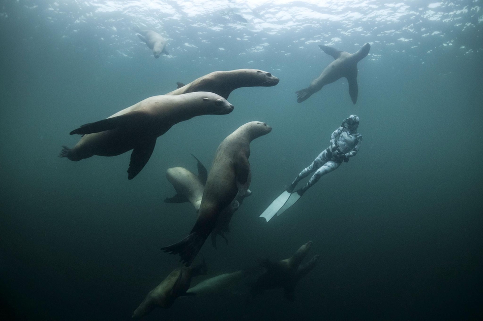 好奇海狮把潜水员当玩具 成群环绕强势围观