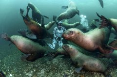 <b>好奇海狮把潜水员当玩具，成群环绕强势围观</b>