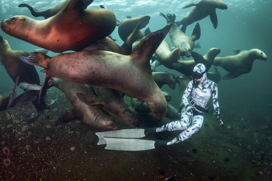 好奇海狮把潜水员当玩具 成群环绕强势围观