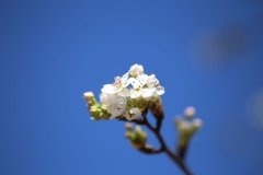 最是一年春好时|柳絮风轻 梨花雨细