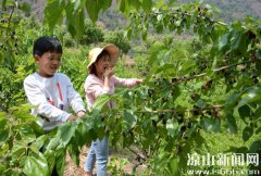 桑椹紫、樱桃红周末采摘正当时